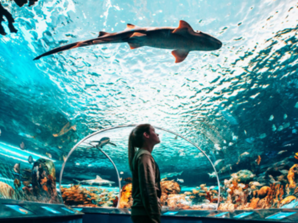 Child looking up at a shark in an indoor aquarium.