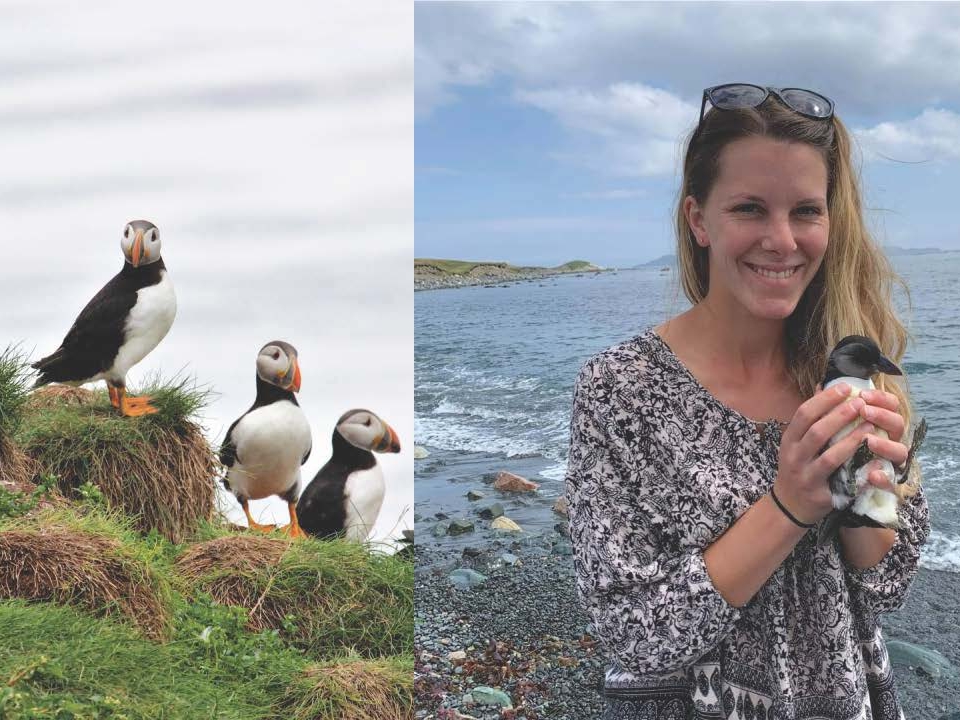 Two photos, one of puffins on a cliff and the other of a woman holding a small puffin