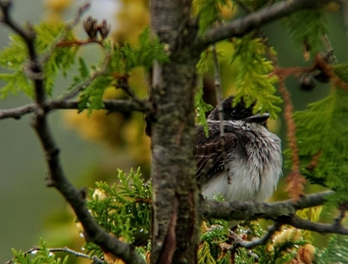An Eastern Kingbird photographed in the University Green Network at Trent University
